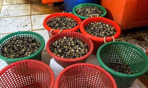TP Hồ Chí Minh phát hiện 2 cơ sở dùng hóa chất không rõ nguồn gốc để ngâm ốc
