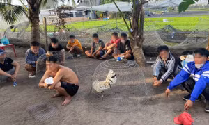 TP Hồ Chí Minh: Liên tục triệt phá nhiều sới gà trên địa bàn huyện Hóc Môn