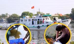 TP Hồ Chí Minh: Huy động lực lượng ngăn chặn tình trạng chích điện thả cá phóng sinh 