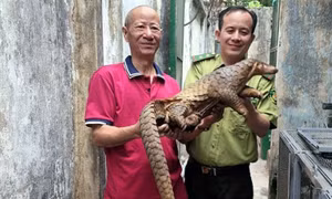 TP Hồ Chí Minh: Bắt được con tê tê gần 7 kg trên mái tôn bãi giữ xe