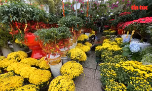 Hoa Tết nhộn nhịp 'xuống phố' 