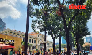 TP Hồ Chí Minh: Nắng gắt bao trùm, những con đường xanh trở thành nơi ‘giải nhiệt’