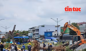 TP Hồ Chí Minh: Đốn hạ nhiều cây xanh phục vụ thi công nhà ga ngầm tuyến metro số 2