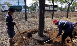 TP Hồ Chí Minh: Đốn hạ, di dời hơn 1.300 cây xanh trên đường Mai Chí Thọ