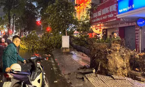 TP Hồ Chí Minh: Mưa to, cây xanh bật gốc đổ xuống đường