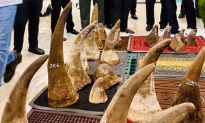 Bảo tồn động vật hoang dã - Bài 1: Xử lý nghiêm hành vi buôn bán trái phép