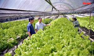 Không để nông dân đứng riêng lẻ 'một mình một chợ'