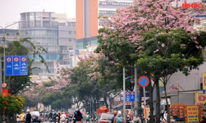 Ngắm hoa kèn hồng đẹp rạng ngời những con đường TP Hồ Chí Minh