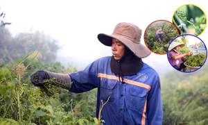 Nhọc nhằn nghề hái rau đọt choại vùng ven TP Hồ Chí Minh