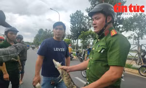 TP Hồ Chí Minh: Đã bắt được cá sấu trên kênh Nước Đen