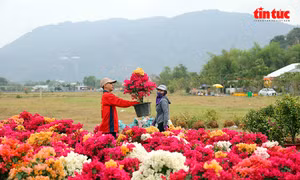 Nhộn nhịp chợ hoa Xuân vùng Bảy Núi An Giang những ngày cận Tết