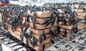 Nuôi ruồi lính đen kết hợp với chăn nuôi đạt giá trị kinh tế cao