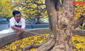 Mục sở thị ‘cụ’ mai vàng 200 tuổi được trả giá 6 tỷ đồng vẫn không bán