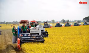 Xem máy gặt dàn hàng trên cánh đồng lúa xuất khẩu châu Âu