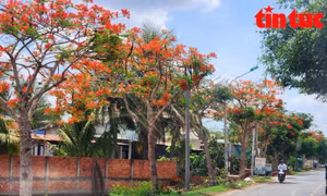 Con đường hoa phượng đỏ rực dài 10km ở miền Tây
