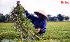 Nhọc nhằn nghề trồng rau nhút ở TP Hồ Chí Minh