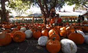 Bài toán 'giải cứu' bí ngô và giảm rác nhựa sau mỗi mùa Halloween