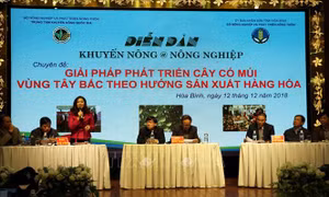 Phát triển cây có múi vùng Tây Bắc theo hướng sản xuất hàng hóa
