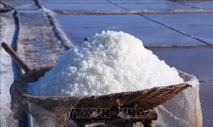 Tìm hướng đi cho người làm muối Nam Định