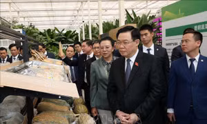 Chủ tịch Quốc hội thăm một số mô hình kinh tế tiêu biểu của tỉnh Vân Nam, Trung Quốc
