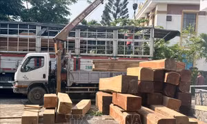 Làm rõ việc vận chuyển gỗ có dấu hiệu vi phạm pháp luật