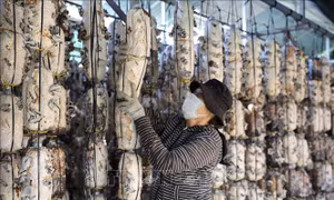 Cận Tết, nghề trồng nấm ở TP Hồ Chí Minh vào mùa cao điểm