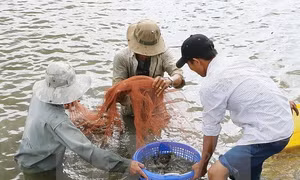 Giá tôm ở Trà Vinh giảm mạnh
