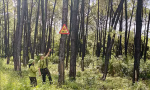 'Kích hoạt' nhiều phương án phòng, chống cháy rừng trên dãy Hồng Lĩnh