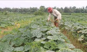 Giảm diện tích trồng lúa để tăng hiệu quả sản xuất
