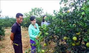 Cam rụng quả hàng loạt gây thiệt hại cho nông dân Nghệ An