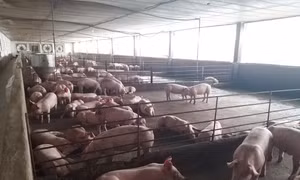 Giá lợn hơi tăng cao, người chăn nuôi e dè khi tái đàn