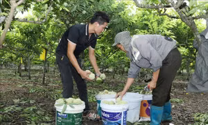 Làm giàu từ cây na ở vùng cao