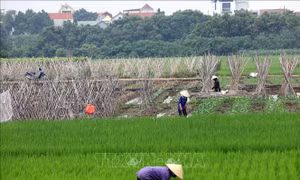 Hà Nội xây dựng 'vùng xanh' cung ứng nông sản