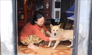 Cảnh báo nguy cơ bệnh dại khi chuyển thời tiết nắng nóng