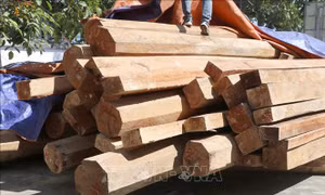 Phát hiện vụ tàng trữ trái phép hơn 26m3 gỗ tại xã Phu Luông, tỉnh Điện Biên