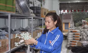 Lãi ròng gần 1 tỷ/năm nhờ chuyển giao kỹ thuật, thiết bị nông nghiệp công nghệ cao