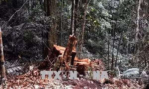 Để hàng trăm mét khối lim bị đốn hạ, Trạm trưởng quản lý rừng ở Quảng Nam bị bắt