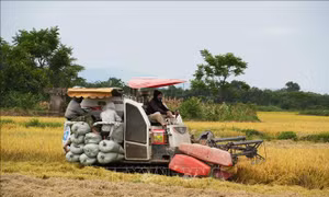 Quảng Trị chạy đua với thời tiết thu hoạch 55.000 ha lúa Đông Xuân