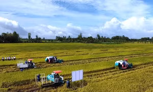 Doanh nghiệp, hiệp hội chung tay giữ nhịp sản xuất nông nghiệp