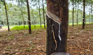 Ngành cao su thay đổi để thích ứng thị trường