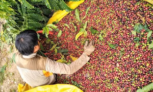 Thí điểm xây dựng vùng nguyên liệu nông, lâm sản và khuyến nông cộng đồng