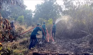 Lâm Đồng làm rõ nguyên nhân cháy 2,6 ha rừng ven Quốc lộ 28