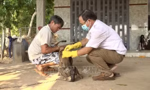 Cảnh giác với chó thả rông, cắn người bị thương