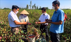 Triển vọng phát triển kinh tế từ cây atiso đỏ