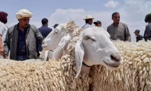 Thu gom da cừu sau lễ Eid al-Adha: Nguồn tài nguyên quý giá cho ngành da và dệt may