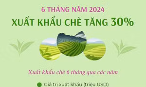6 tháng năm 2024 xuất khẩu chè tăng 30%
