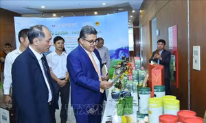 Mở ra cơ hội xuất khẩu trà Lai Châu sang Trung Đông, Bắc Phi và Nam Á