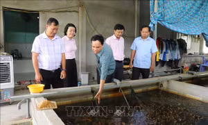 Người nuôi lươn đối mặt nhiều rủi ro khi 'neo' lươn chờ giá tăng