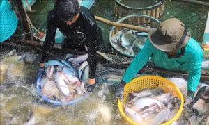 Khát vọng làm giàu từ tư duy nông nghiệp hiện đại