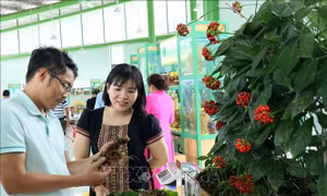 Gần 100 kg sâm Ngọc Linh tươi được chào bán tại phiên chợ lần thứ 56